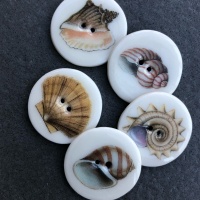 Assorted Shells Medium